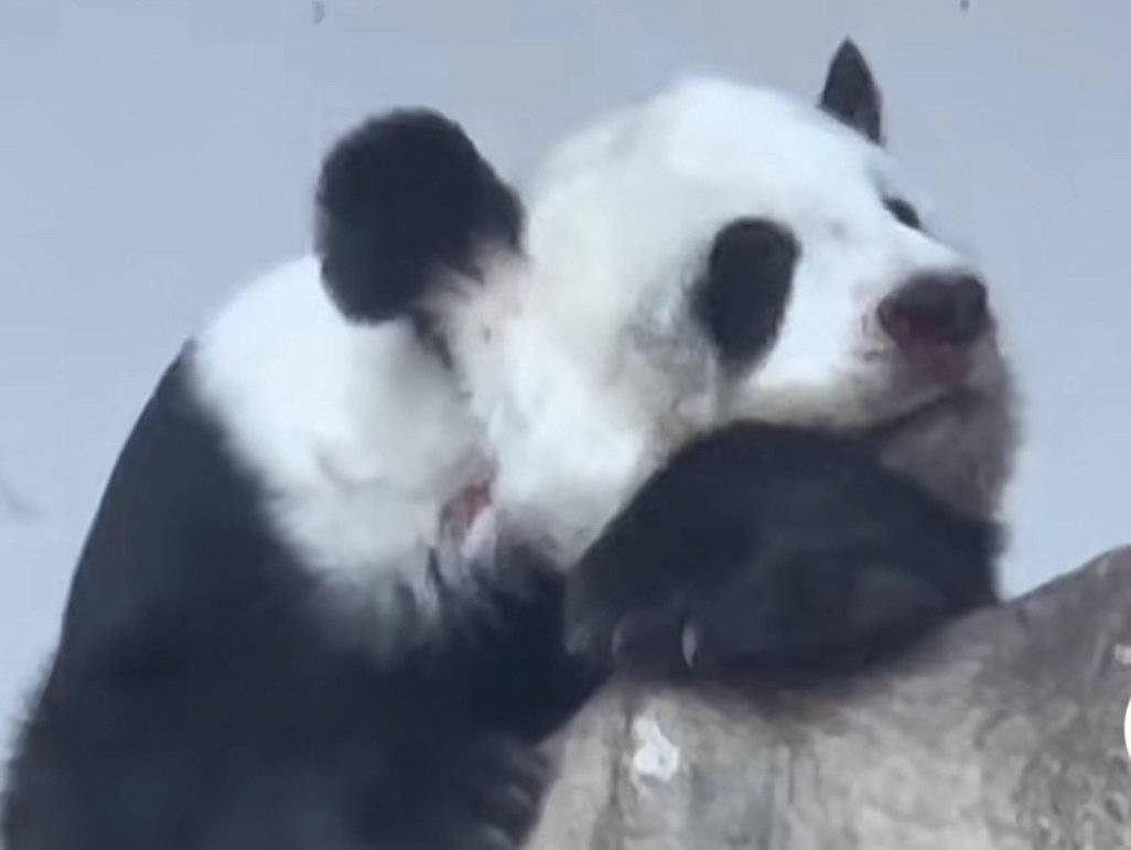 旅泰大熊猫“林惠”死因结果公布 多器官功能衰竭死亡（2023林惠多器官功能衰竭死亡）