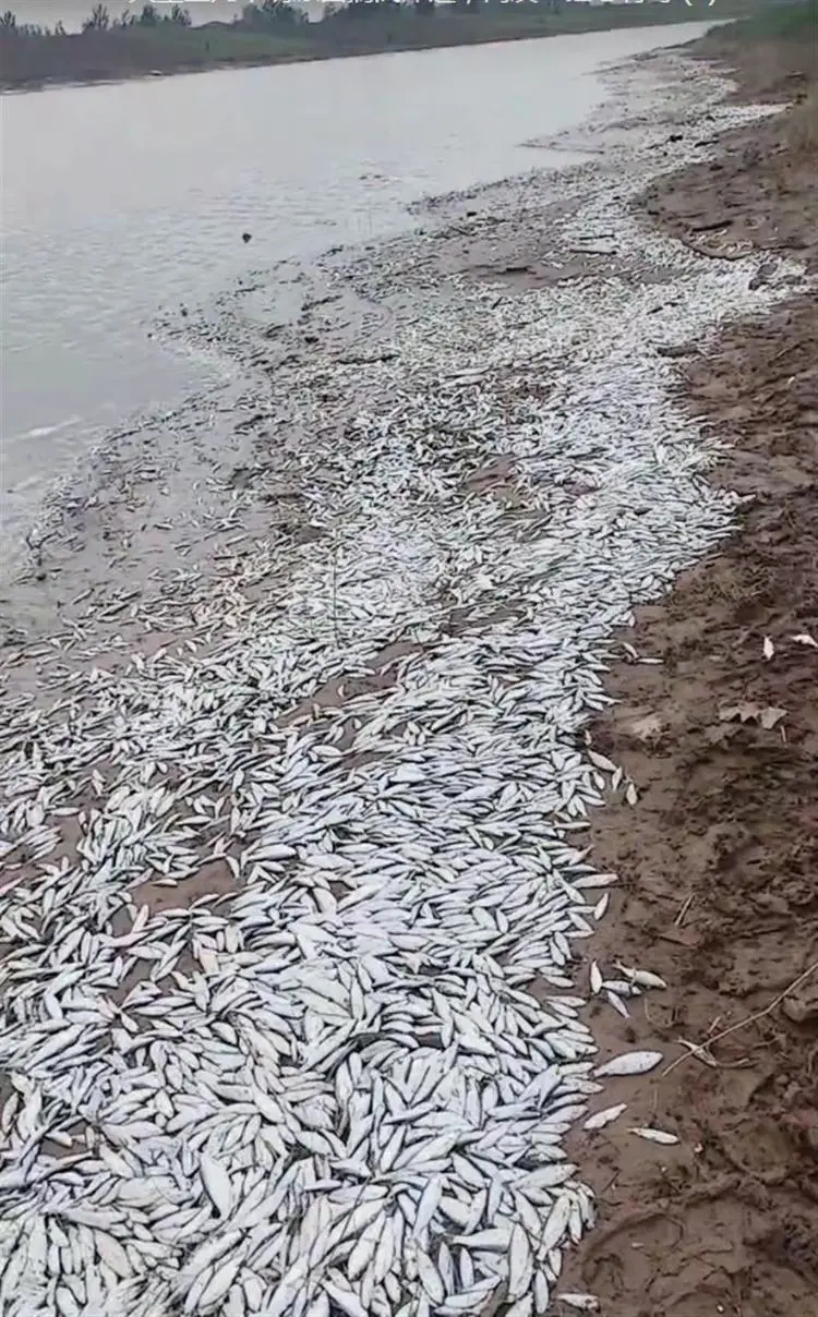 河南杞县惠济河边大量死鱼搁浅 生态环境局回应（2023惠济河边大量鱼搁浅）