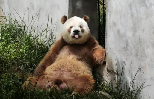 熊猫繁殖期太激动 阿宝耳朵被隔壁七仔咬成V形（2023阿宝耳朵被七仔咬成V形）