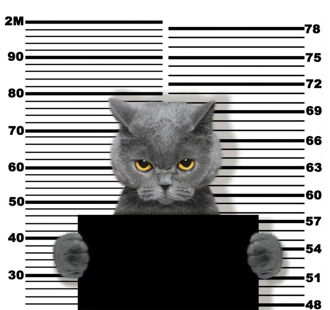 “毒贩”猫咪运毒 结果当场被警察带走（2023猫咪运毒被警察带走）