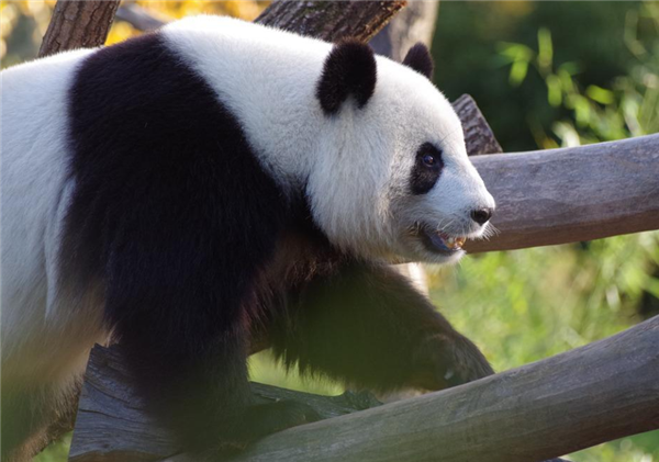 延迟几年时间，旅日大熊猫“香香”今天终于回家了