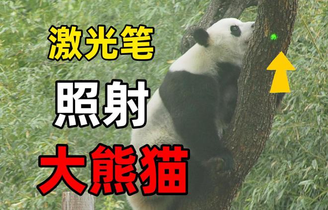 游客用激光笔逗大熊猫 北京动物园回应：在排查（2023游客用激光笔逗大熊猫）